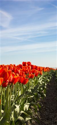 Tulip Fields of Netherlands wallpaper