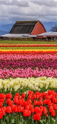 Tulip Fields of Netherlands wallpaper