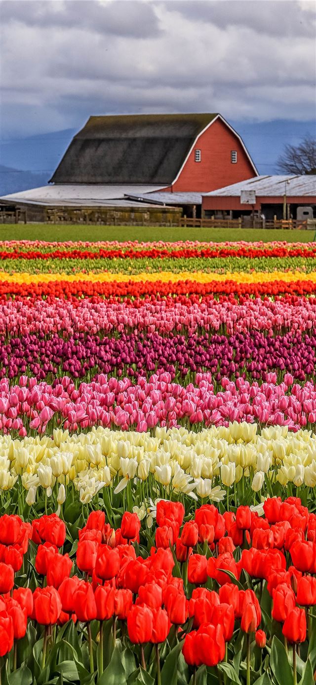 1125x2436 Tulip Fields of Netherlands - tulip fields of netherlands iPhone X Wallpaper