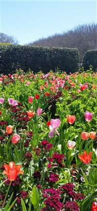 Tulip Fields of Netherlands wallpaper