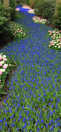 Tulip Fields of Netherlands wallpaper
