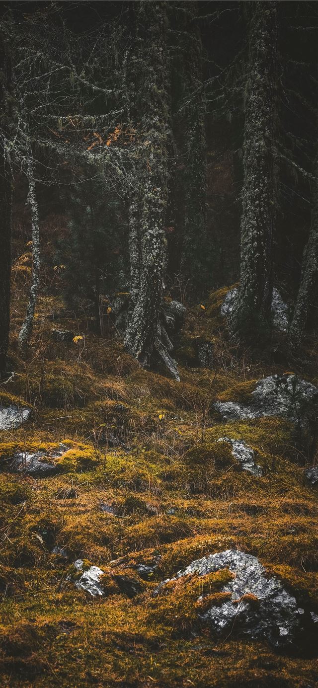 1125x2436 Stone Forest - china iPhone X Wallpaper