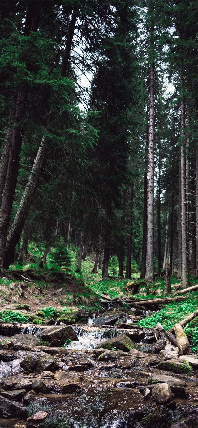 1125x2436 Stone Forest - china iPhone X Wallpaper