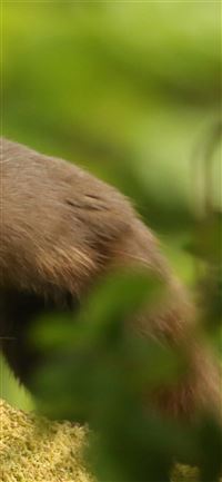 Stone Forest wallpaper