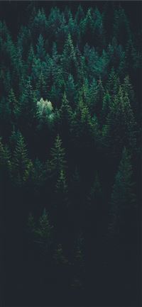 Stone Forest wallpaper