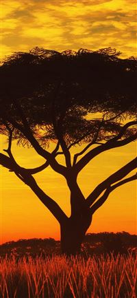 Serengeti Sunset 4k Samsung Galaxy Note 9 8 S9 S8 ... wallpaper