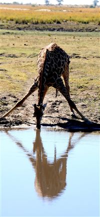 Africa Animal Zebra Safari Serengeti animal wildli... wallpaper