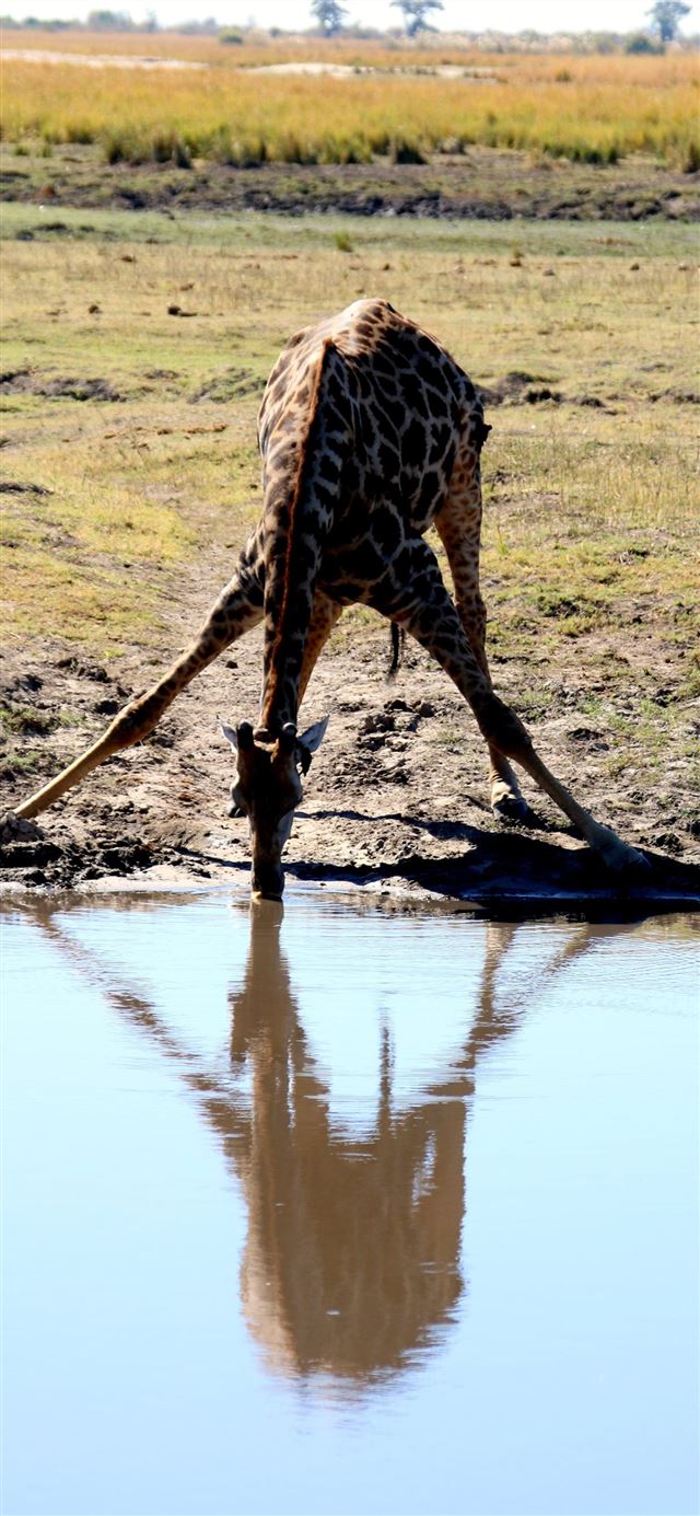 1125x2436 Africa Animal Zebra Safari Serengeti animal wildli... - tanzania iPhone X Wallpaper