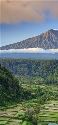 Bali palms trees field mountain clouds 5k Nature wallpaper