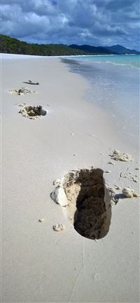 Whitehaven Beach wallpaper