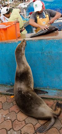 Galapagos Islands wallpaper