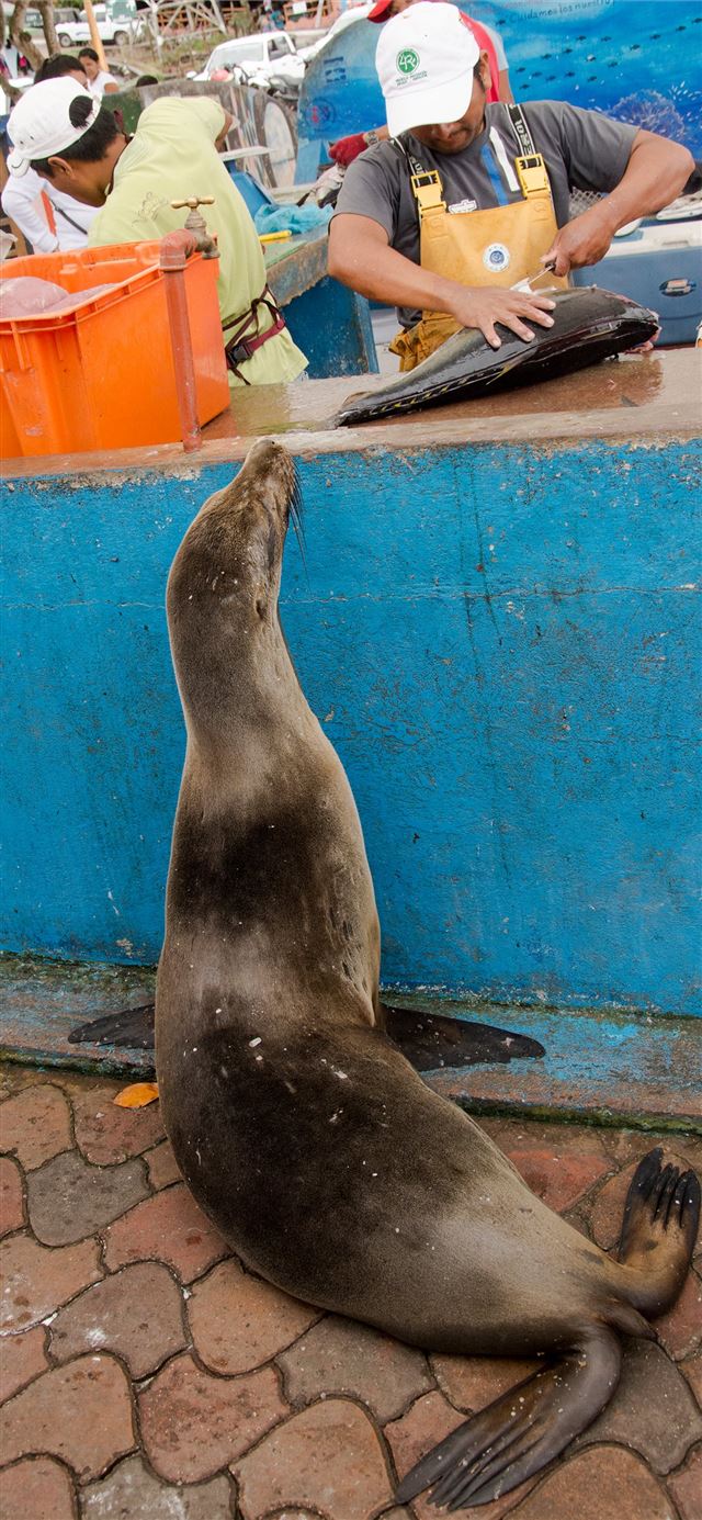 1125x2436 Galapagos Islands -  iPhone X Wallpaper