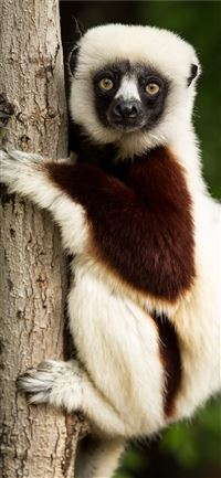 lemur coquerels sifaka sifaka madagascar and backg... wallpaper