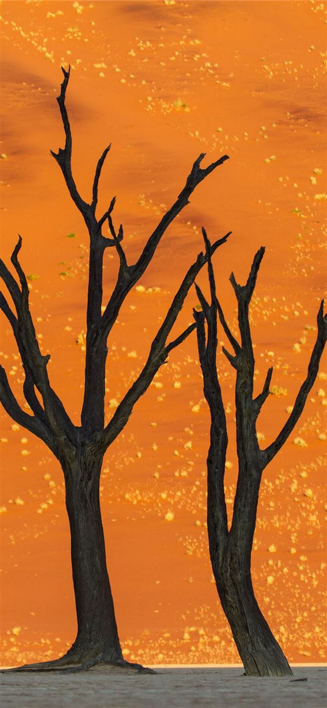 1125x2436 Namib Desert - namib desert iPhone X Wallpaper