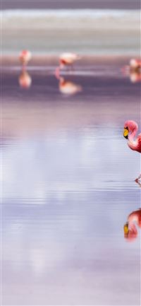 Flamingos at Laguna Colorada Salar de Uyuni Bolivi... wallpaper