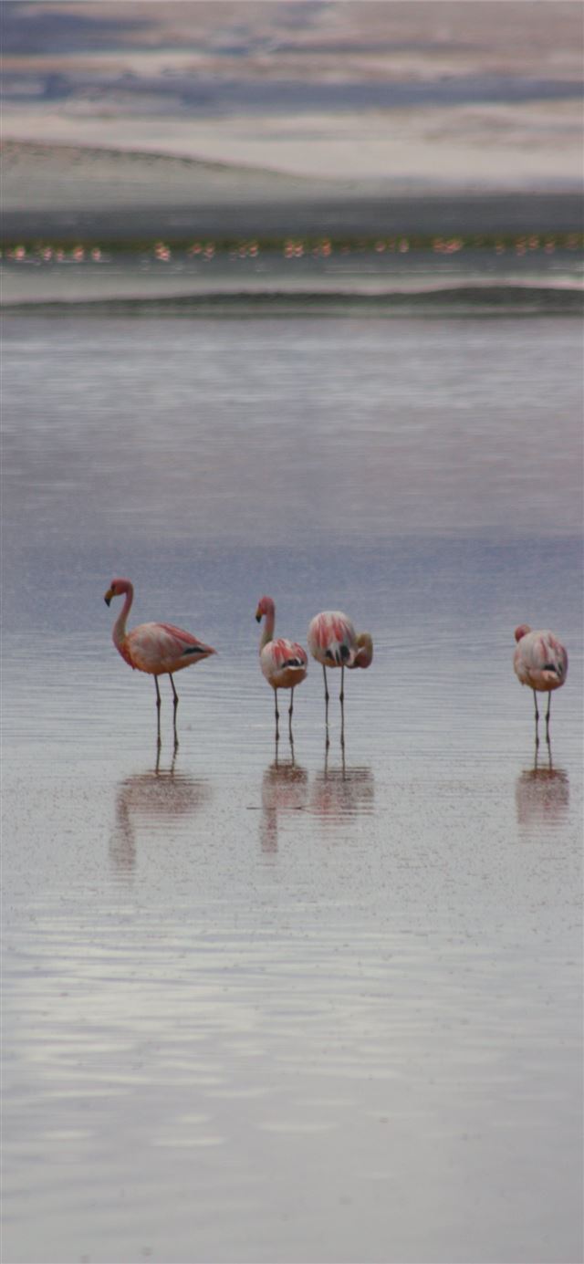 1125x2436 Salar de Uyuni – Travis Allen Photography -  iPhone X Wallpaper