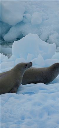 Antarctica wallpaper