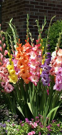 Great Barrier Reef wallpaper