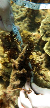 Recovery of the Great Barrier Reef Briefing wallpaper