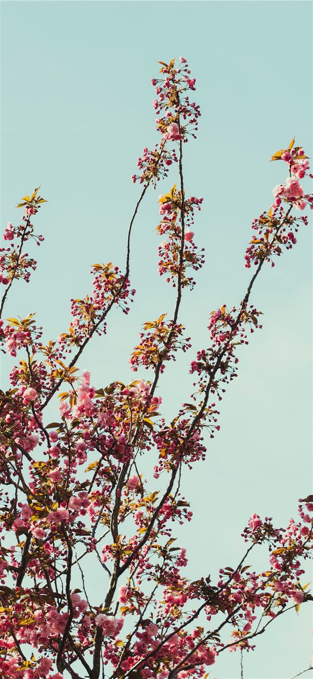 1125x2436 pink and white flowers under blue sky during dayti... - flowers iPhone X Wallpaper