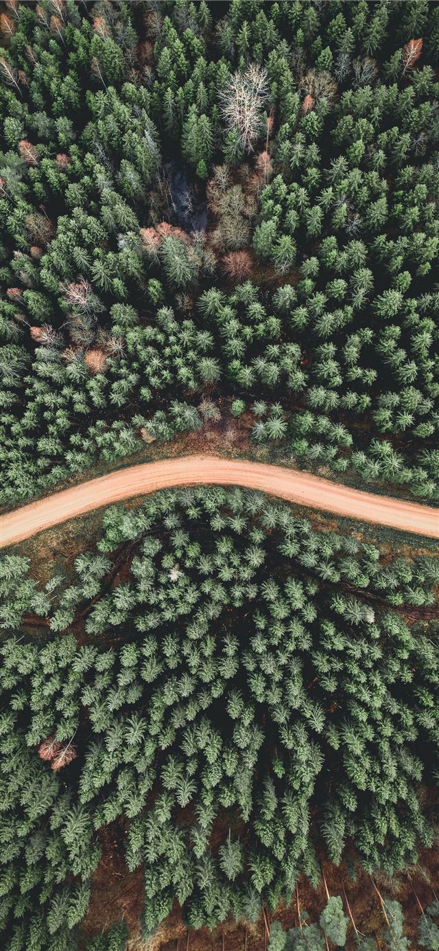 1125x2436 aerial view of green trees - tree iPhone X Wallpaper