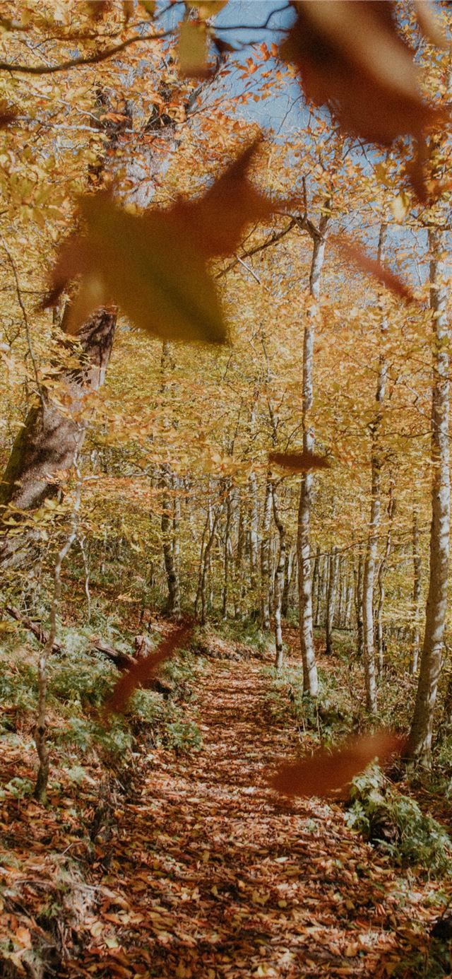 1125x2436 green tree - tree iPhone X Wallpaper