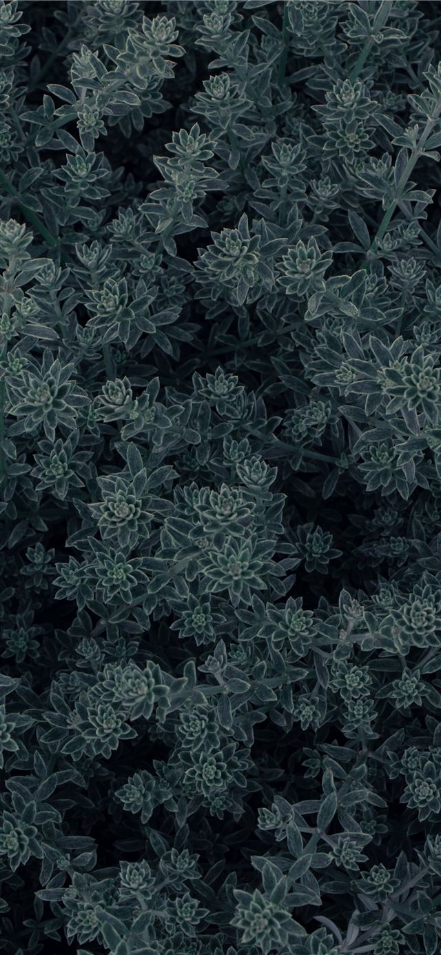 1125x2436 green leaves plant during daytime - pattern iPhone X Wallpaper