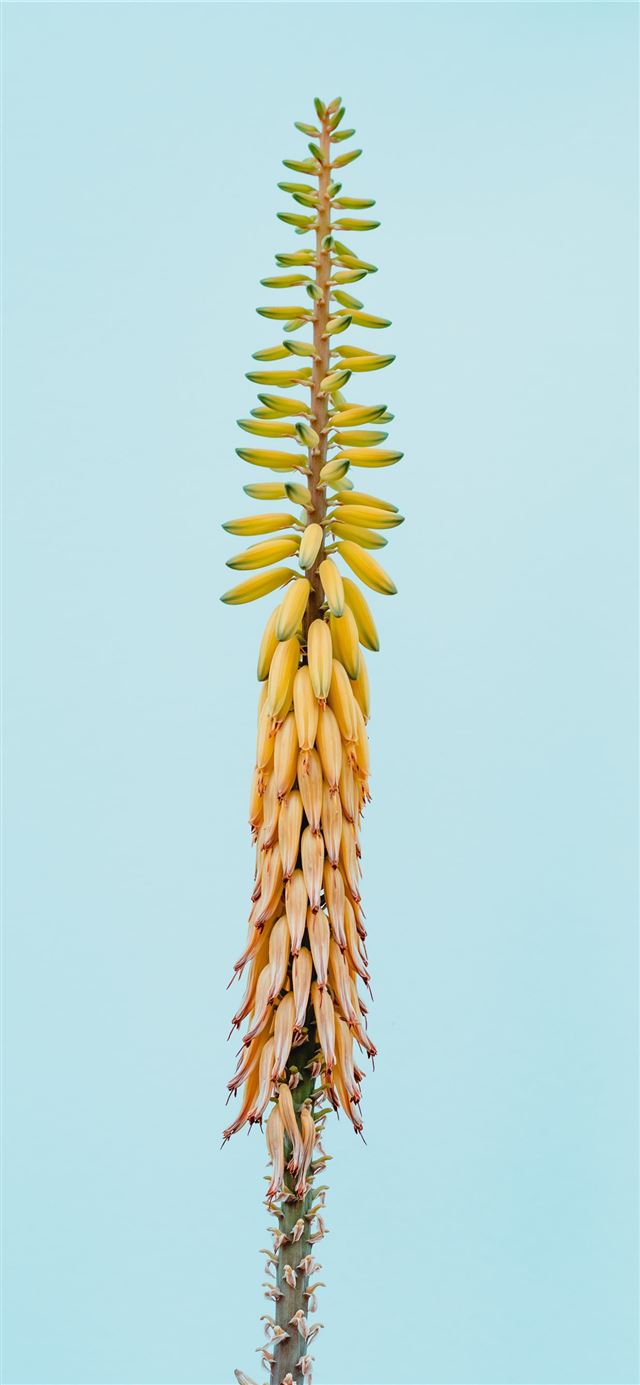 1125x2436 An Aloe Vera plant - flowers iPhone X Wallpaper