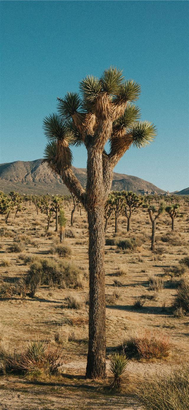 1125x2436 green tree on brown field during daytime - tree iPhone X Wallpaper
