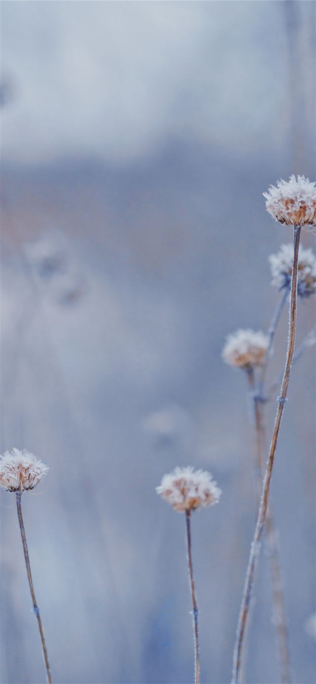 1125x2436 selective photo of white petaled flower - winter iPhone X Wallpaper