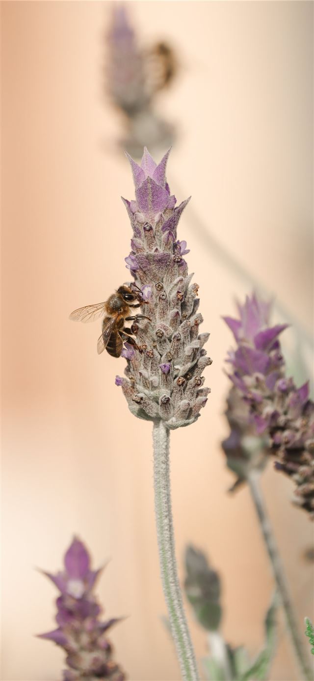 1125x2436 purple flower in macro lens - animal iPhone X Wallpaper