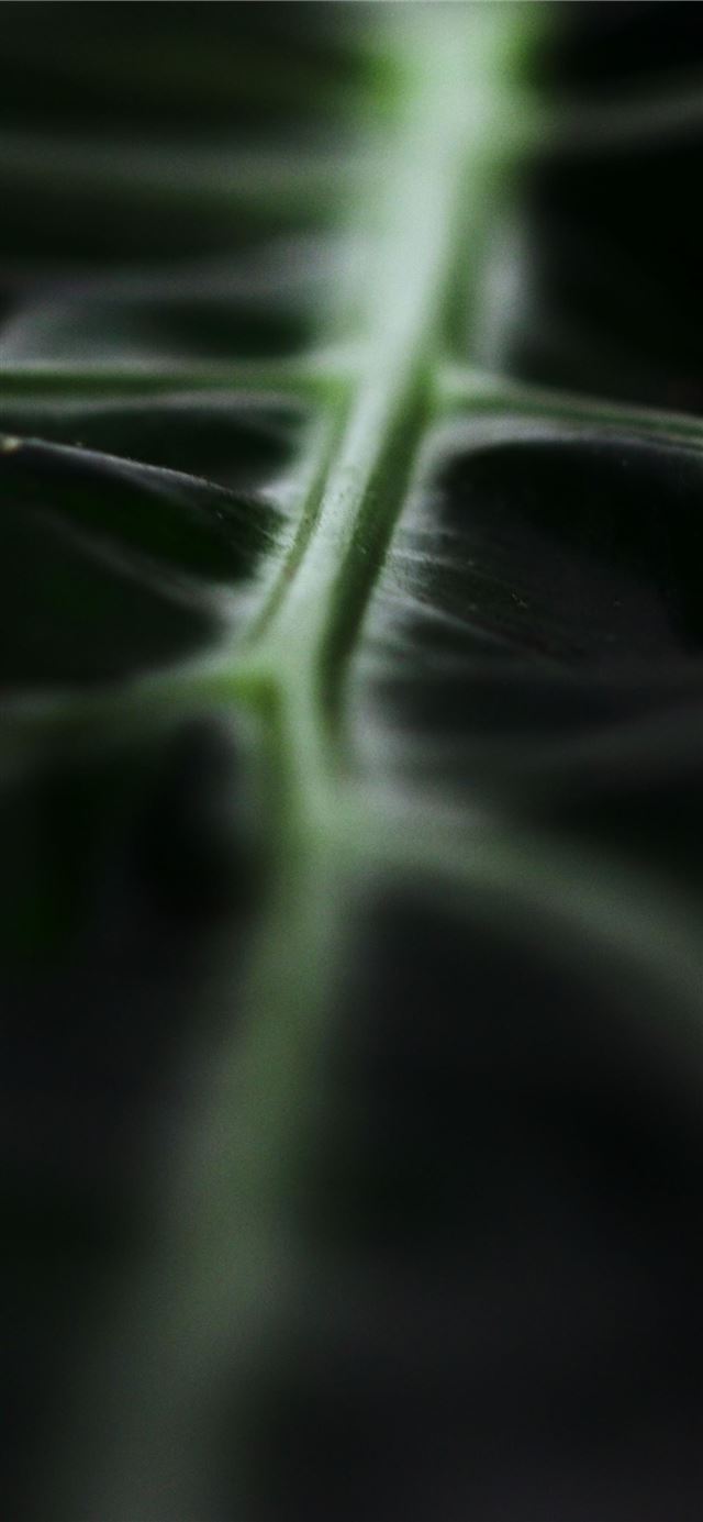 1125x2436 macro photography of green leaf - green iPhone X Wallpaper