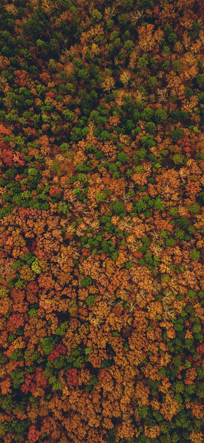 aerial view photography of forest iPhone X Wallpapers Free Download