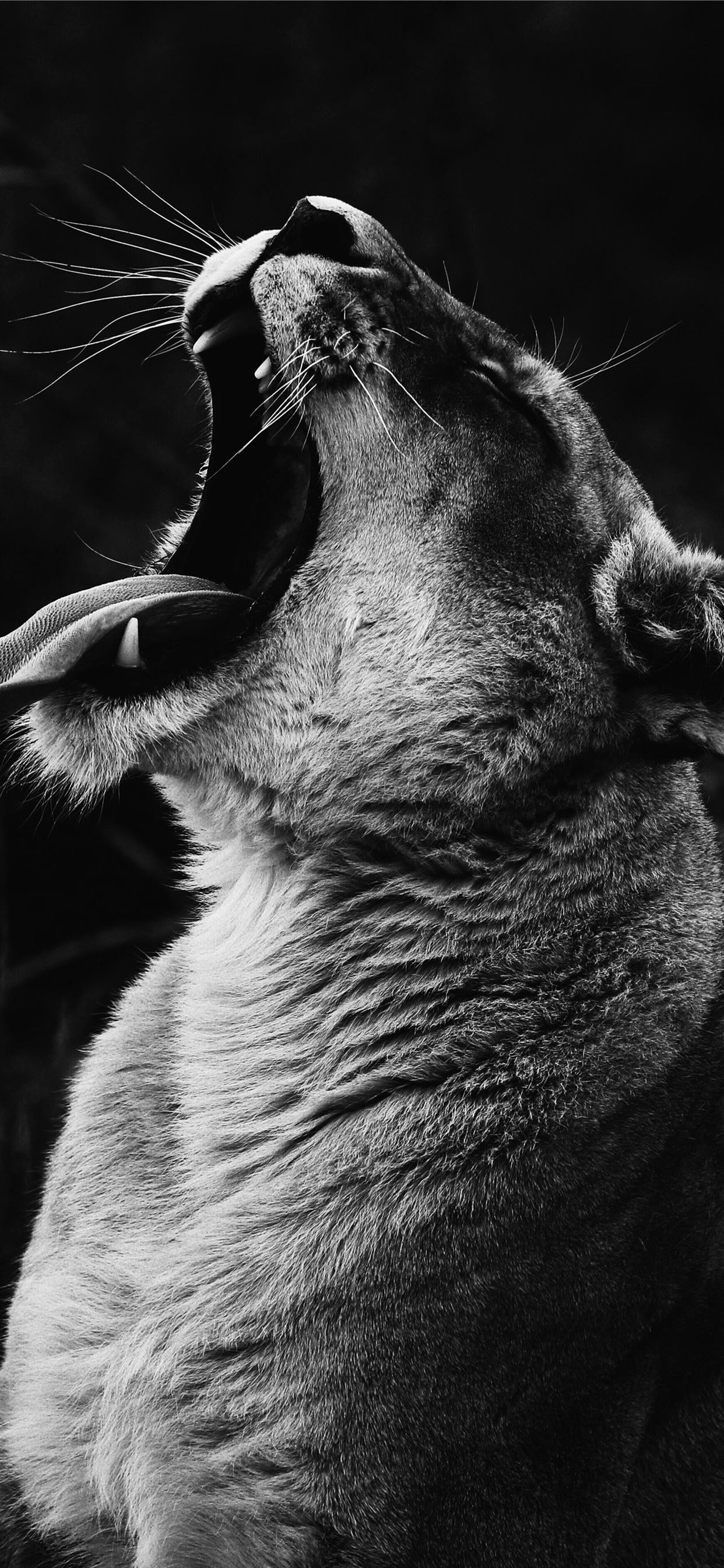 grayscale photography of yawning lioness iPhone X Wallpapers Free Download