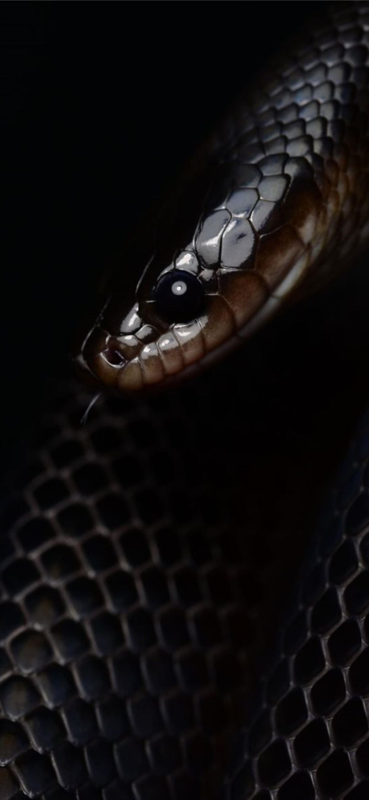 HD wallpaper black snake reptiles depth of field dark skin eyes wood   Wallpaper Flare