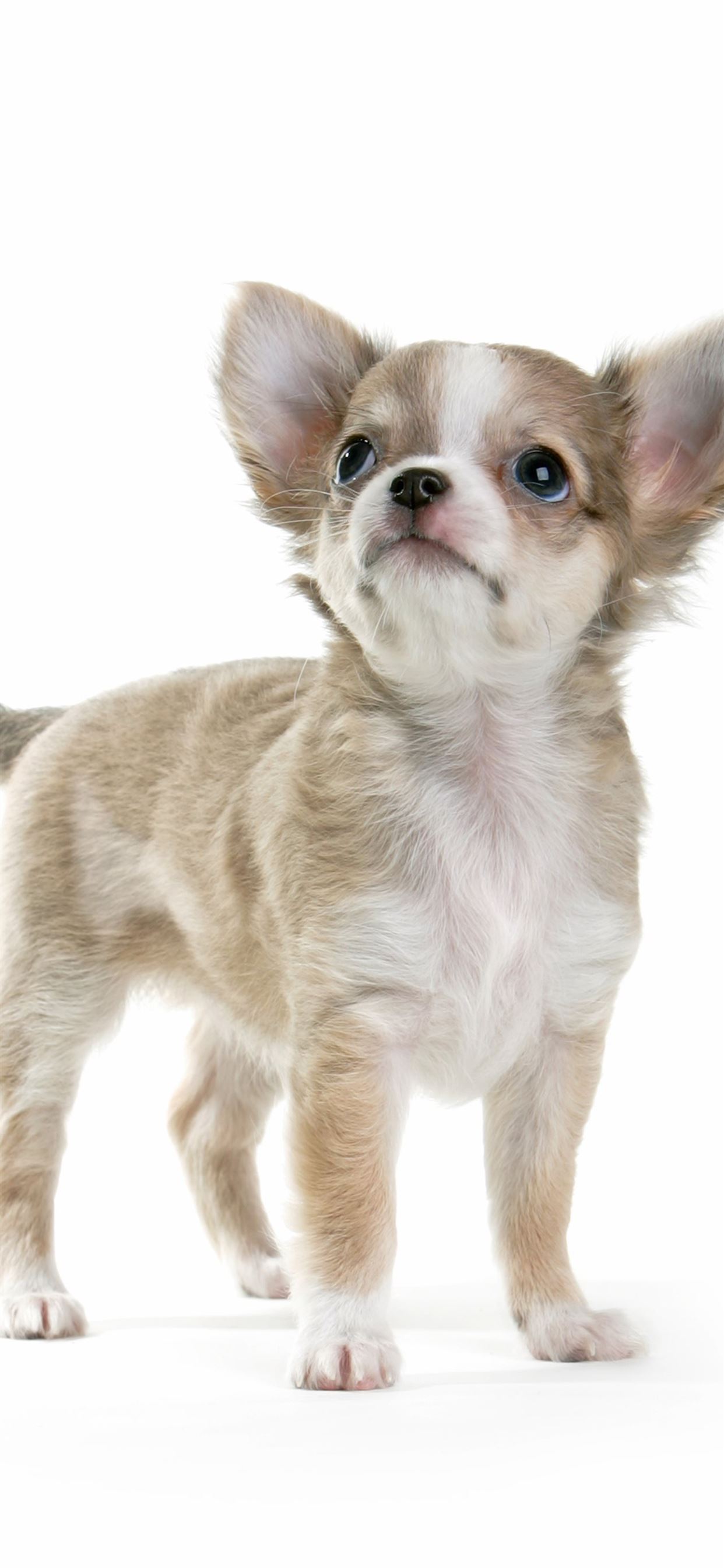chihuahua iPhone Wallpapers Free Download