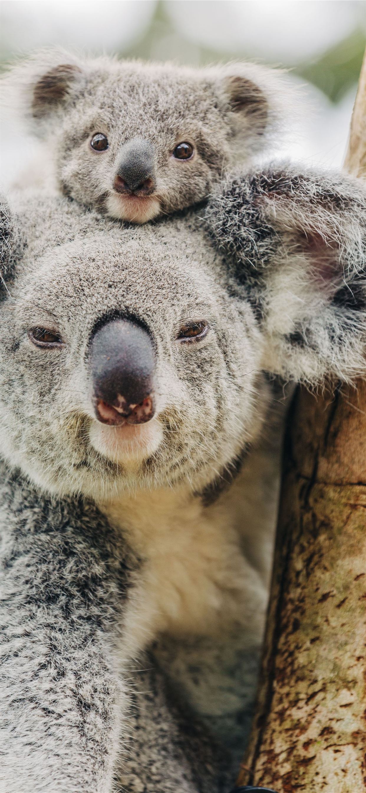 koala hd iPhone Wallpapers Free Download
