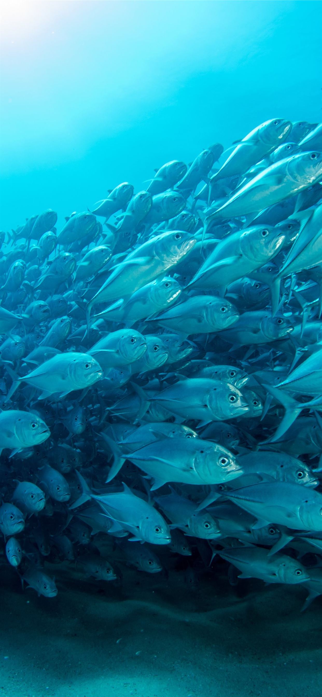 Mách bạn nhiều hơn 79 hình nền monsieur tuna tuyệt vời nhất  Tin học Đông  Hòa