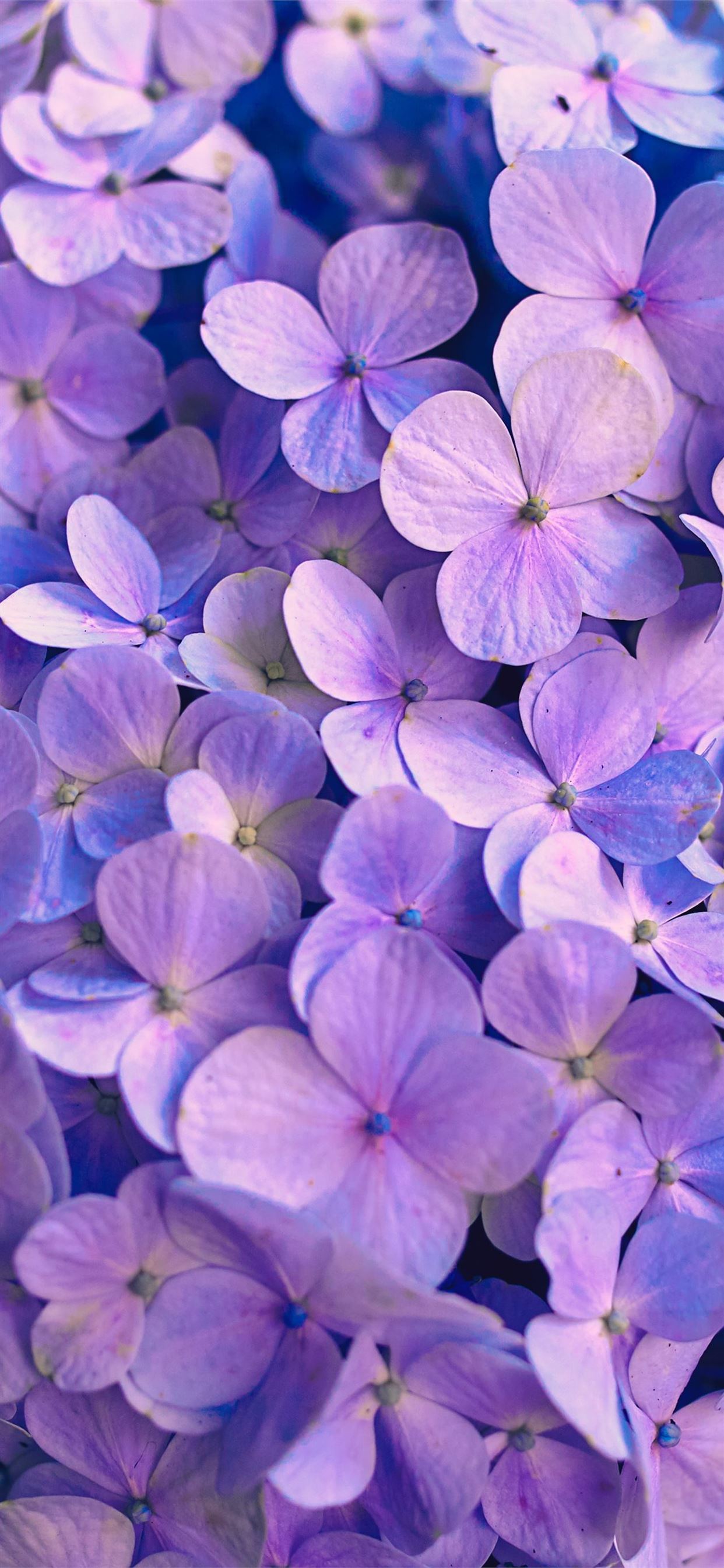 Purple Flowers: Màu tím quyến rũ của các loài hoa đang chờ bạn khám phá. Hãy xem hình ảnh để tìm kiếm sự bình yên và độc đáo khi bộ sưu tập các loài hoa này sẽ giúp bạn trang trí đẹp màn hình điện thoại.