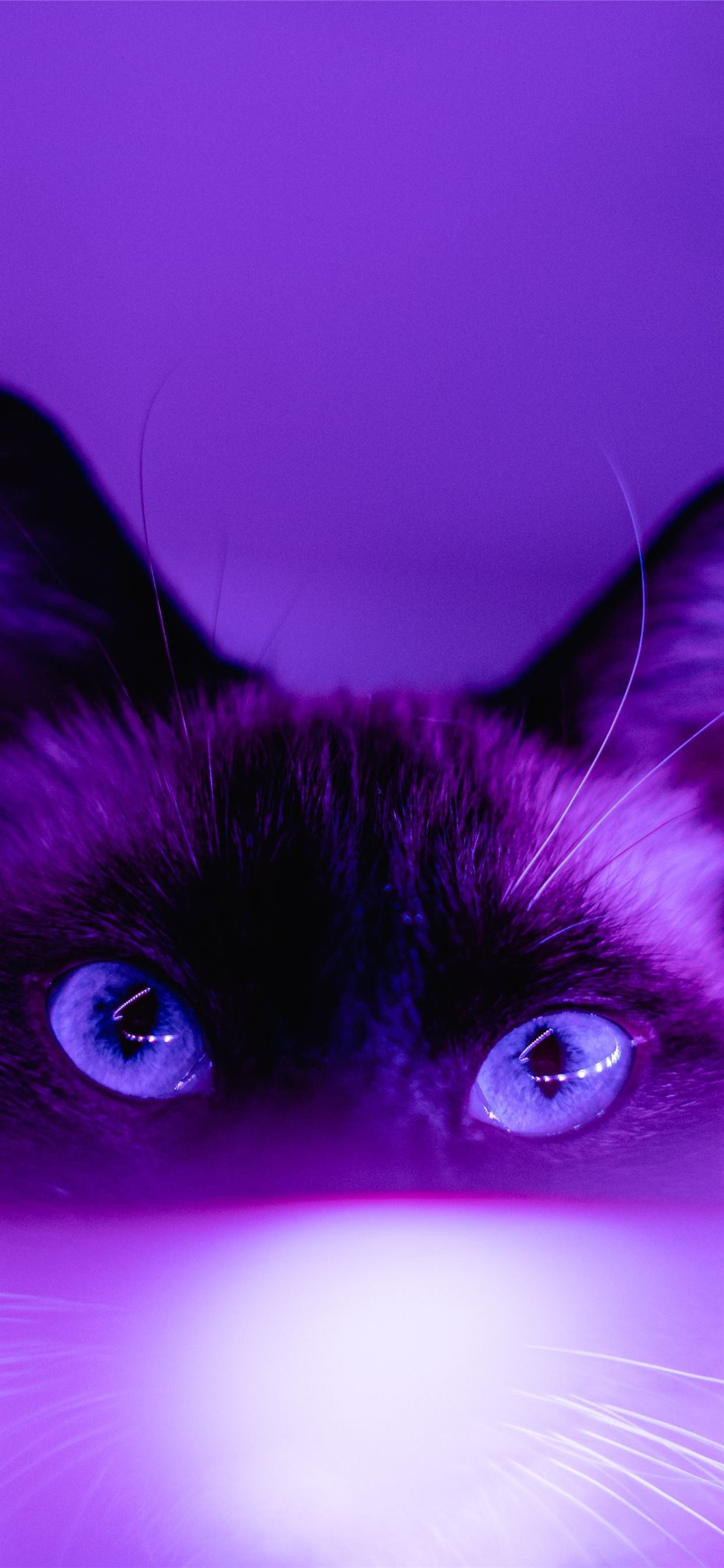 6300 Purple Cat Illustrations RoyaltyFree Vector Graphics  Clip Art   iStock  Pink and purple cat