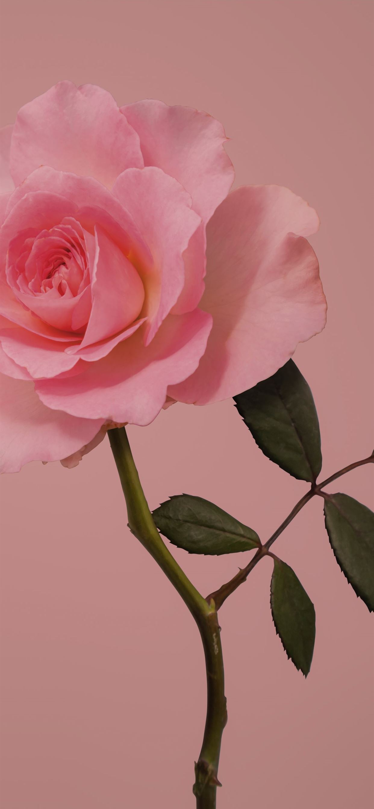 HD wallpaper: closeup photo of pink roses, Rosy, Taiwan, Taipei, Canon EOS  5D Mark II | Wallpaper Flare