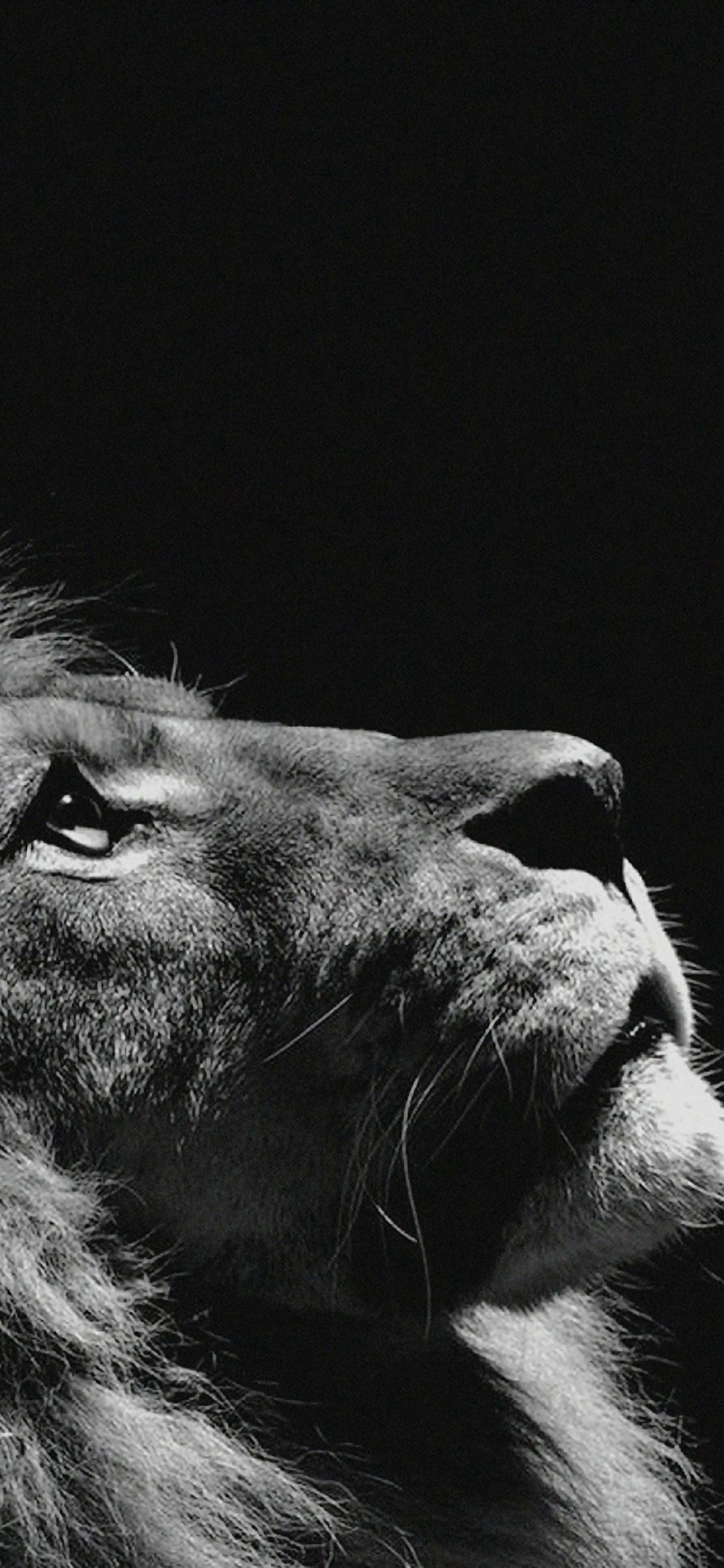 Lion Looking Sky Animal Nature Dark Photo iPhone Wallpapers Free Download