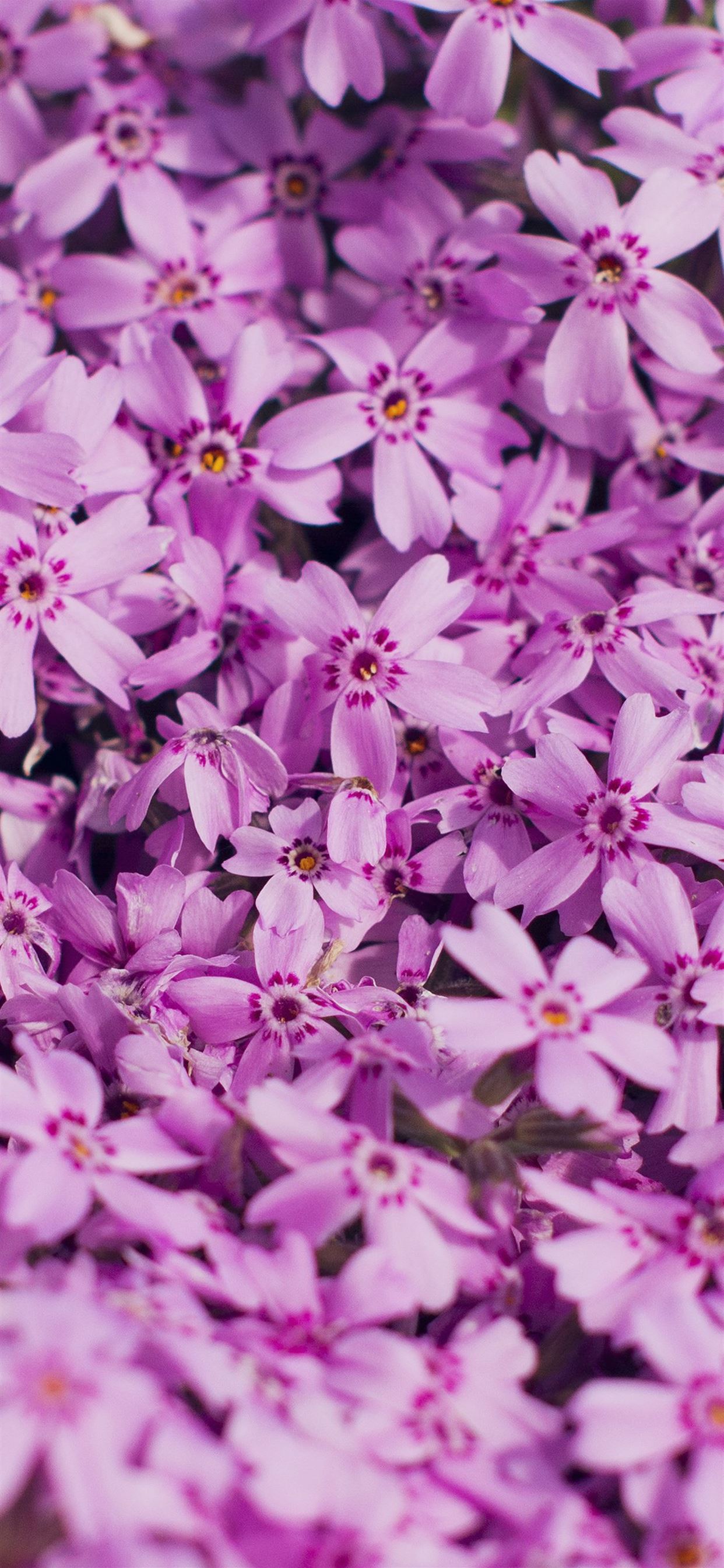 Download Image Aesthetic Purple Flower in a Garden Wallpaper  Wallpapers com