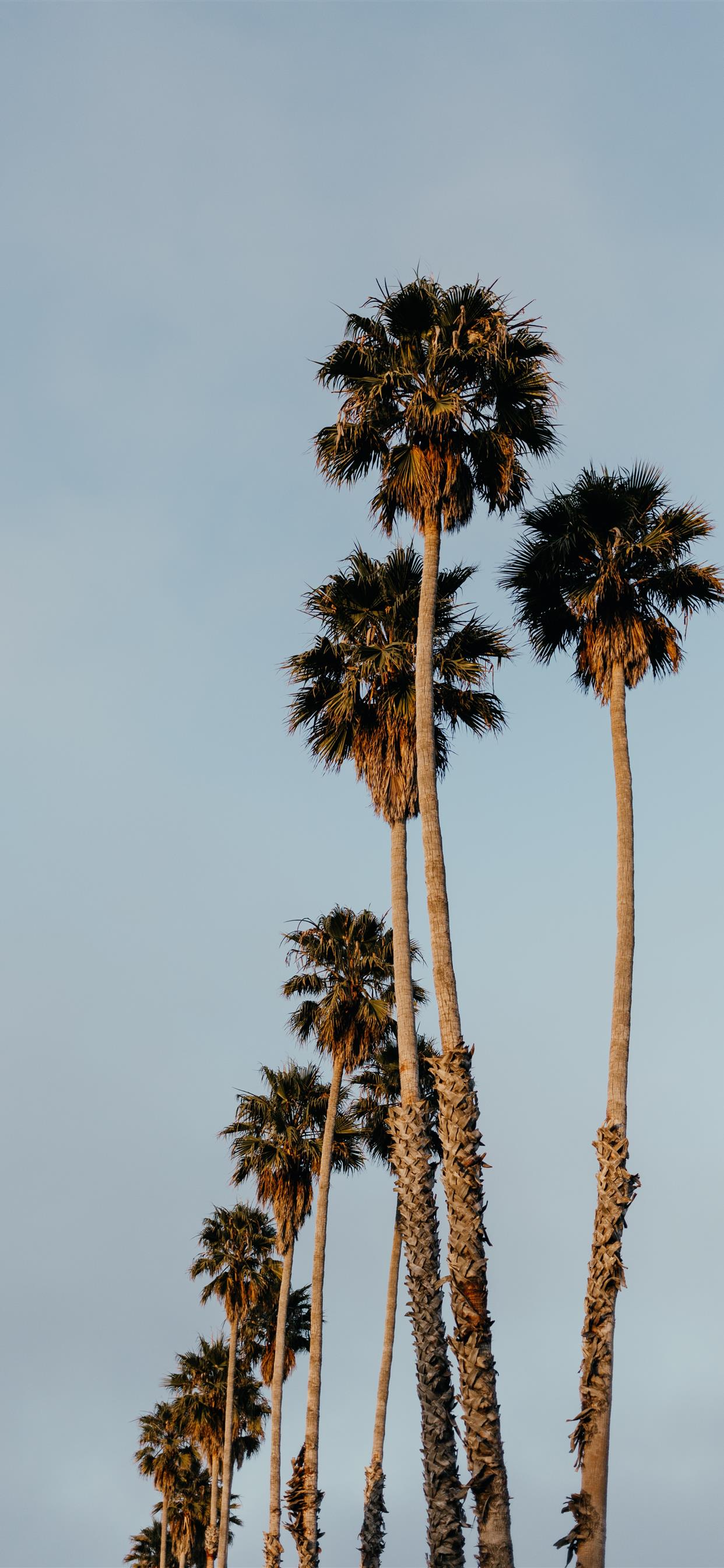 Palms From Santa Cruz Iphone X Wallpapers Free Download