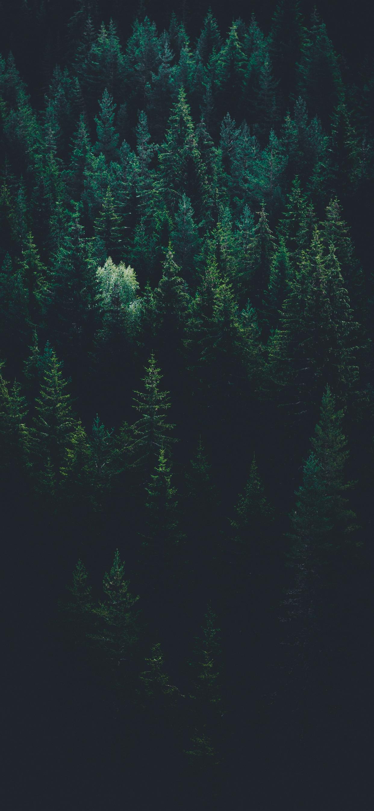 Hình nền iPhone X với hình ảnh rừng cây làm nền đẹp mắt, tạo nên một cảm giác bình yên khi nhìn vào bức ảnh. Đây chắc chắn là sự lựa chọn tuyệt vời cho những ai muốn tìm kiếm một bức ảnh nền đẹp, êm ái và tâm lý. Thật đáng để đón xem!