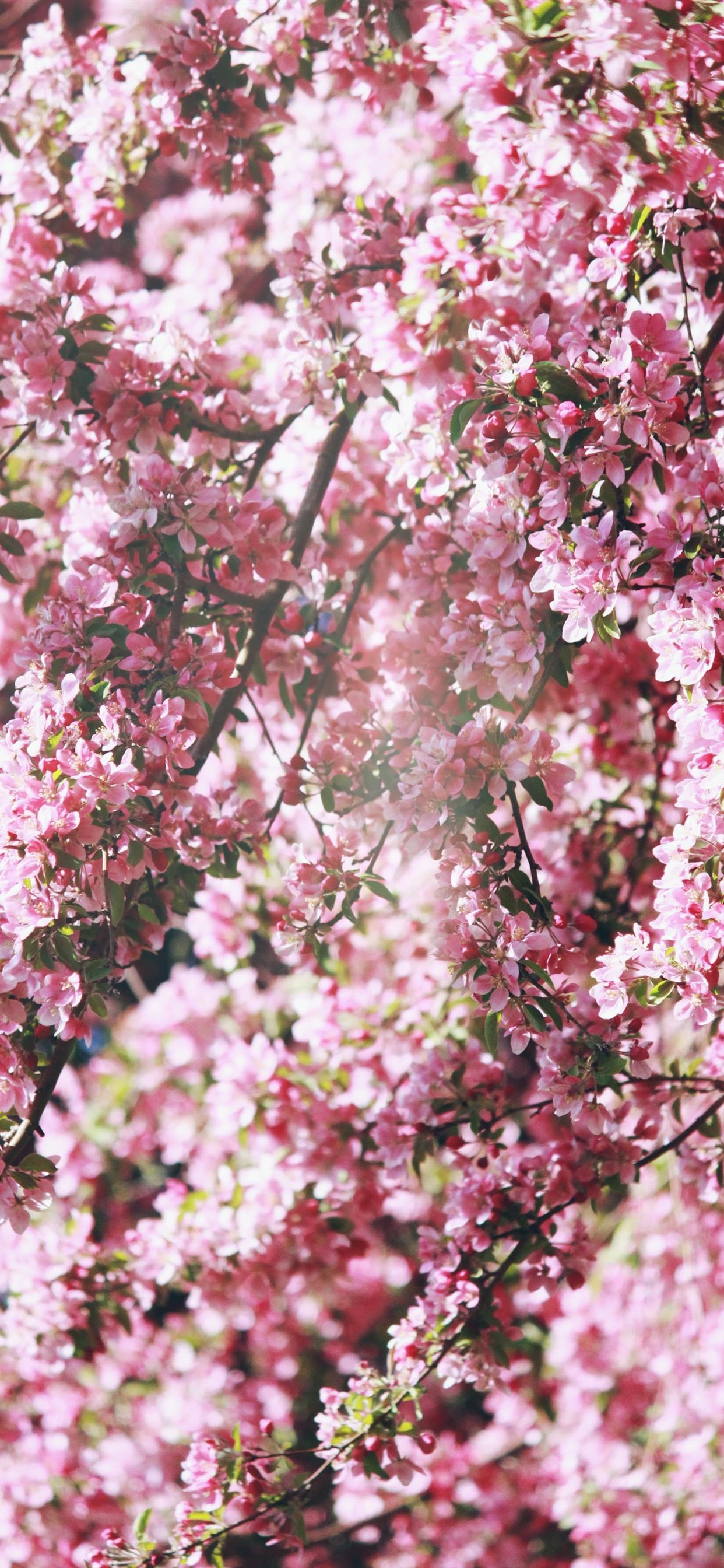 Flower, Petal, Bloom iPhone Wallpaper | iDrop News