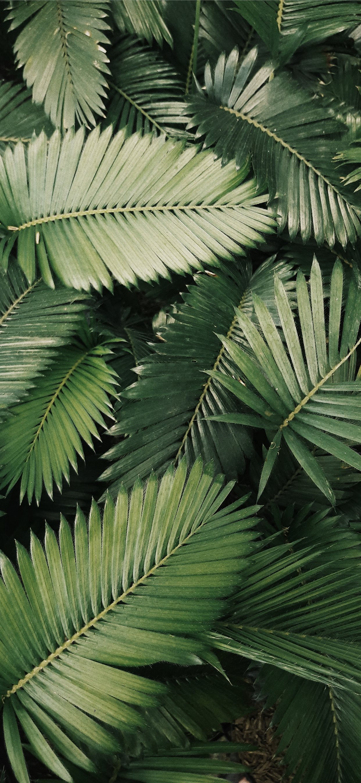 Lá dừa là biểu tượng của viễn cảnh nhiệt đới và sự nghỉ ngơi. Với màu xanh tươi mát, làm cho bất kỳ ảnh nào xuất hiện với lá dừa đều tràn đầy sức sống và năng lượng, đem lại một cảm giác tự do và thư giãn. Khám phá bức ảnh với lá dừa này để cảm nhận sự thư giãn và thoải mái!