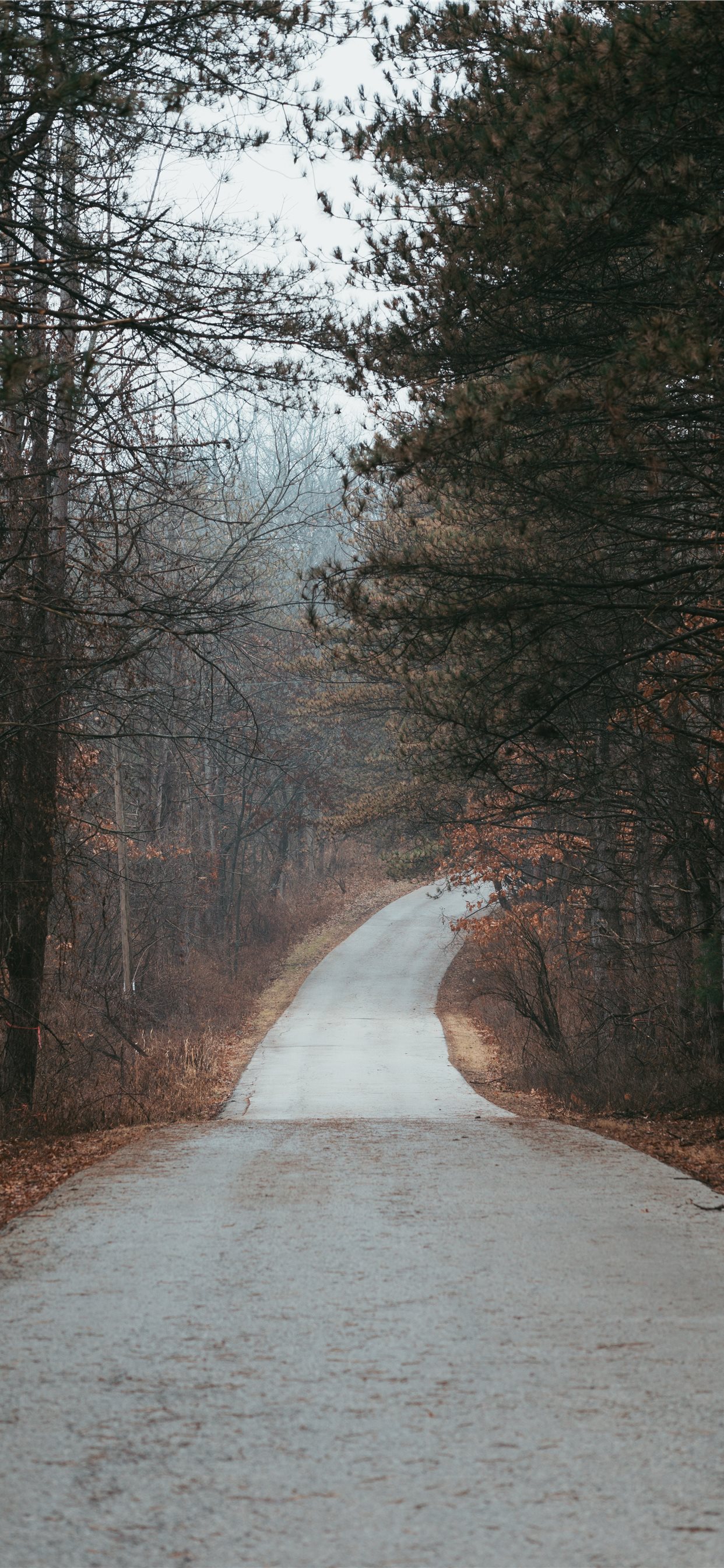 road in between tree during daytime iPhone X Wallpapers Free Download