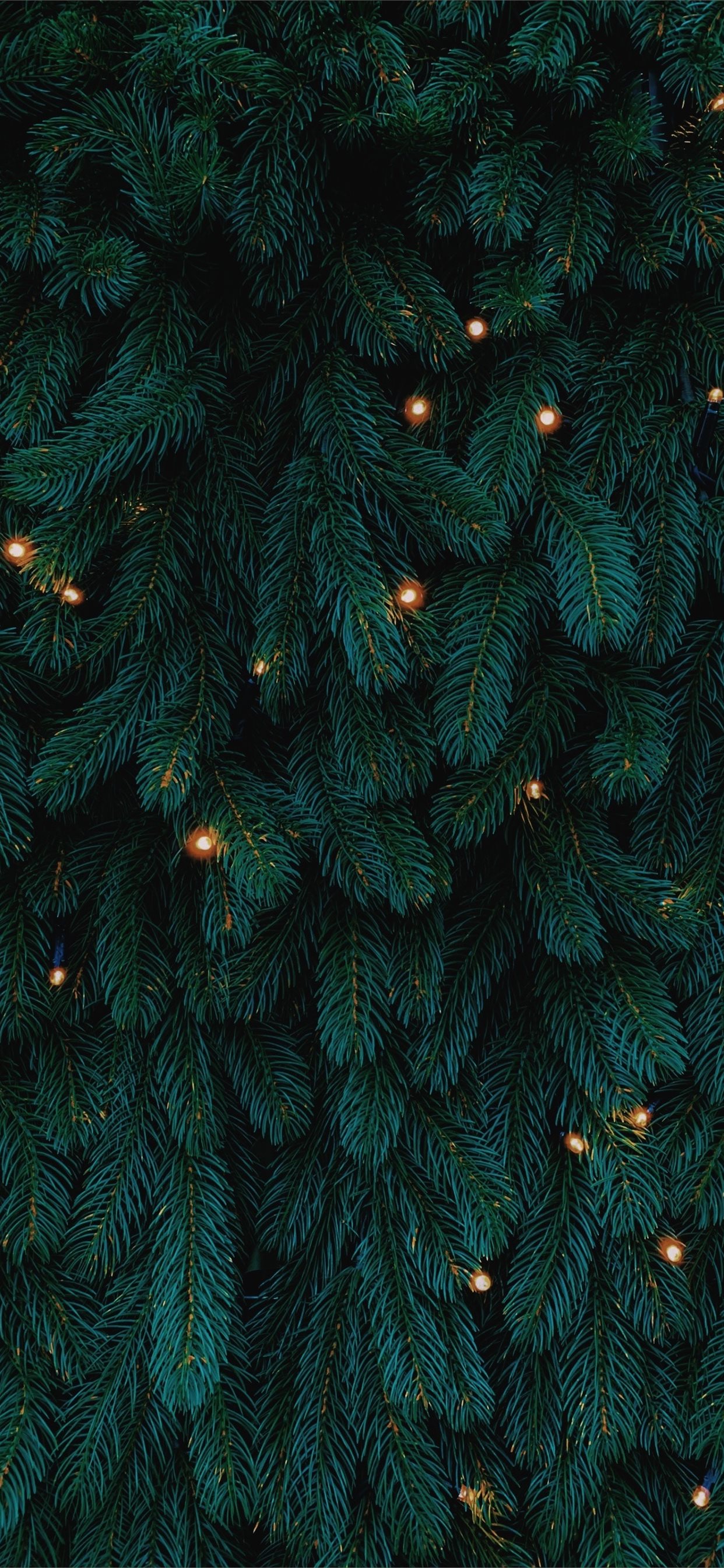 Đẹp và lung linh là những từ có thể dùng để miêu tả hình nền cây thông màu xanh Giáng Sinh này. Sự kết hợp giữa màu xanh và đỏ sẽ chắc chắn mang đến cho bạn một không gian ấn tượng đậm chất lễ hội.