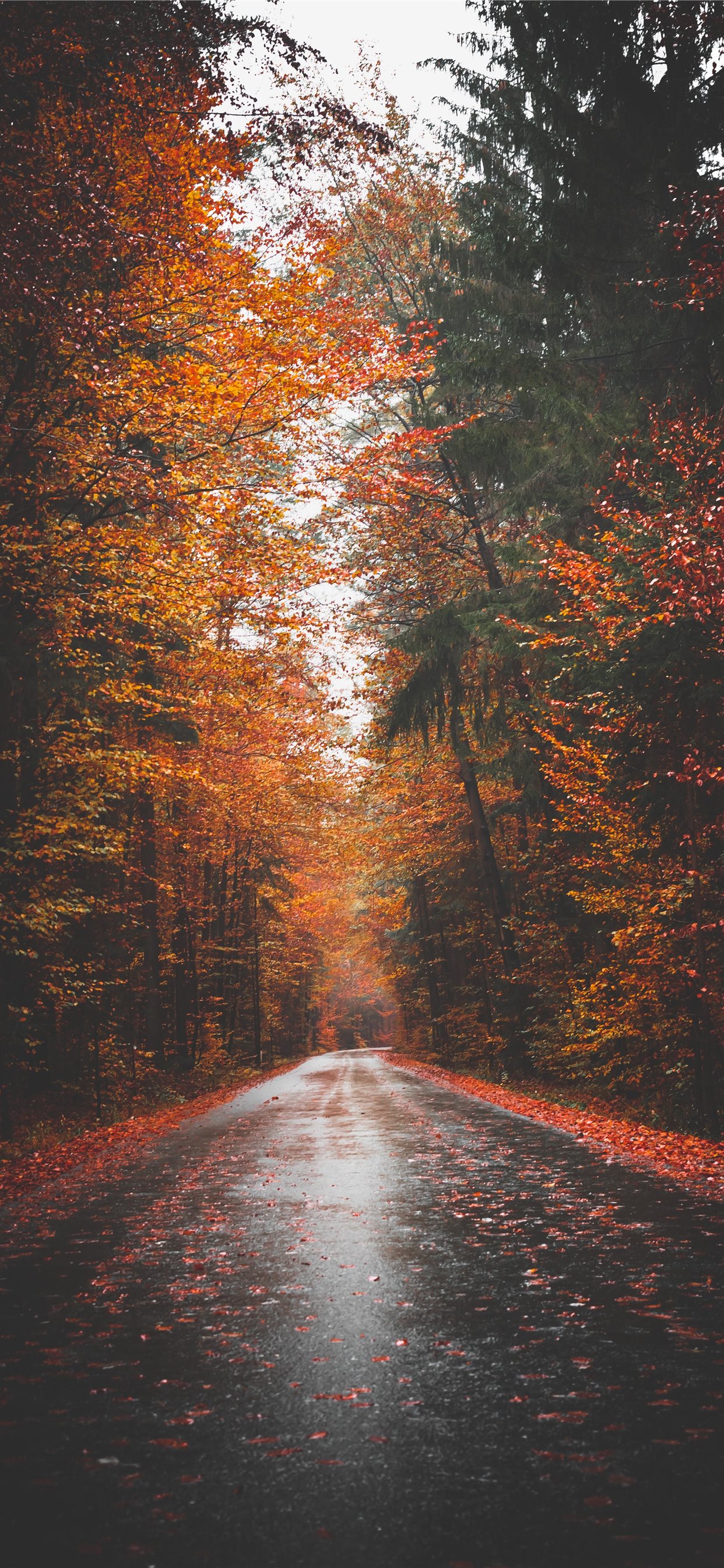 empty road surrounded by tree lines iPhone X Wallpapers Free Download